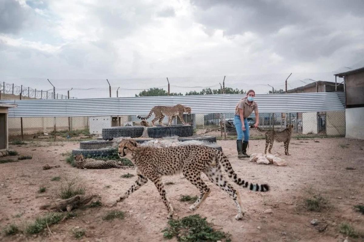 Nacen tres guepardos trillizos siendo un hito para una especie en peligro de extinción
