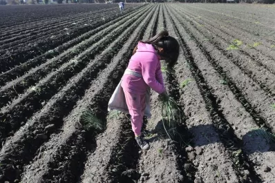 Para evitar el trabajo infantil crearán centros para hijos de obreros rurales