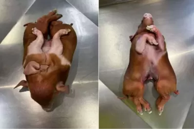 Nació un cerdo con ocho patas y dos cabezas e investigan una posible mutación