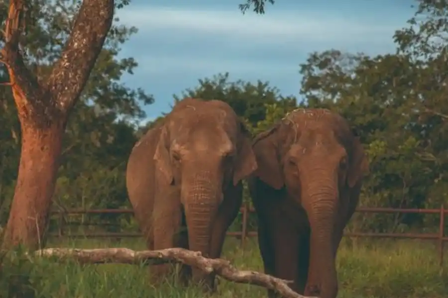 Cómo es la nueva vida de las elefantas Pocha y Guillermina en Brasil