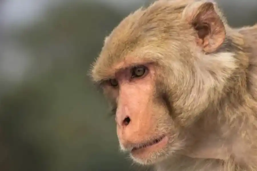 Viruela del mono: por qué no será tan peligrosa como el coronavirus