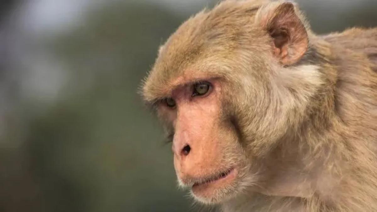 Viruela del mono: por qué no será tan peligrosa como el coronavirus