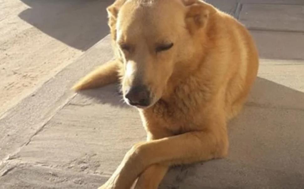 Rubio, el perro que vivía en una estación de servicio y fue brutalmente asesinado.