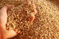 Cebada: proyectan una cosecha récord de casi 5,5 millones de toneladas