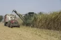 Zafra 2022: agregan a la crisis, menos materia prima