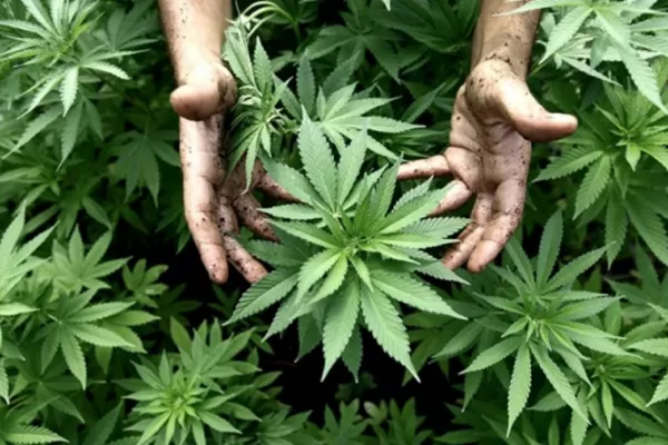 El Gobierno presentó la primera mesa de trabajo de la “Agencia Nacional de Cannabis”