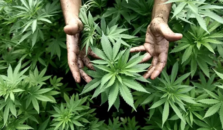 CELEBRACIÓN. El presidente, Alberto Fernández, dijo que la promulgación de la ley de Cannabis Medicinal es otro triunfo de la sociedad contra la hipocresía.