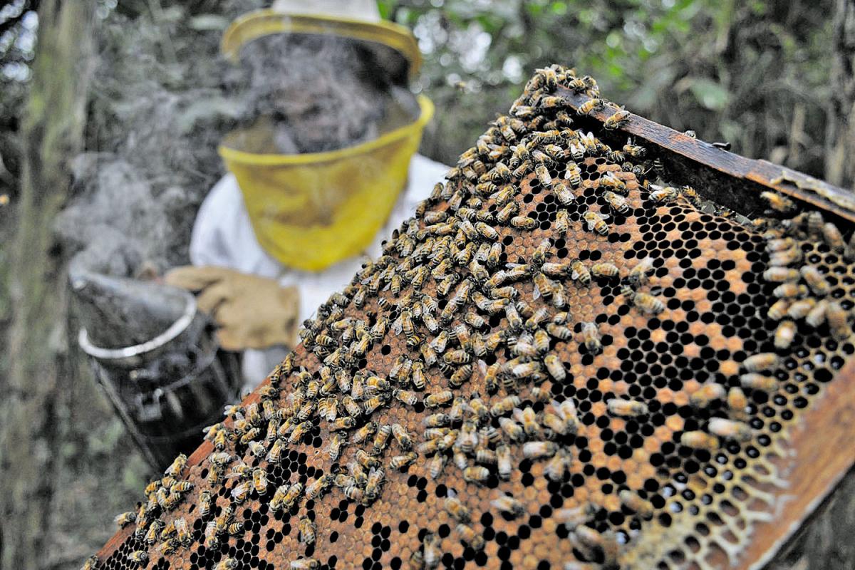 ¿Por qué son importantes las abejas en nuestra vida?
