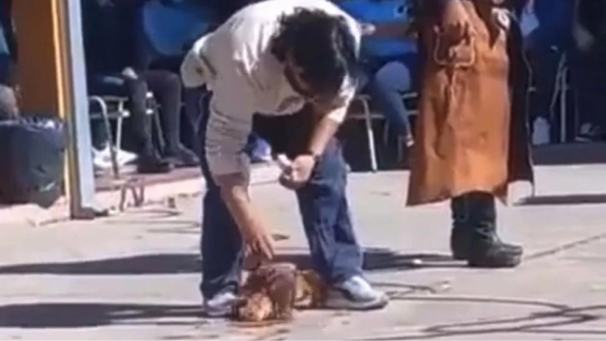 Qué harán con los alumnos que descuartizaron una gallina en una escuela