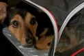 Final feliz para Coco: evitan que el perro sea deportado
