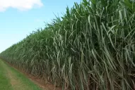 Las economías regionales y sus necesidades