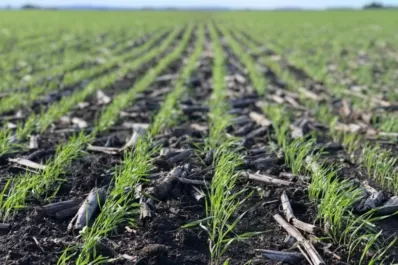 Alarma en el sector agrícola por la sequía más grave en casi 30 años