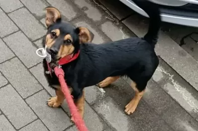 Que pasó con Coco, el perrito que casi deportan y debió hacer cuarentena en Ezeiza