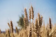 Llevamos dos años y medio con una política errática para el campo