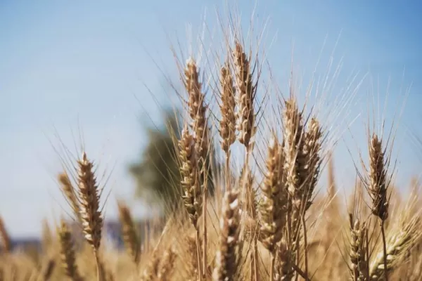 Un plan de la Nación para aumentar en tres años la producción de trigo