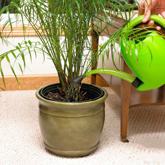 PLANTAS DE INTERIOR. Controlar el riego, pues la calefacción seca el ambiente.