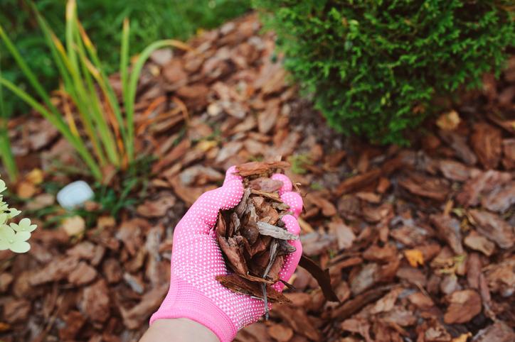EL SUELO. El mulching protege las raíces superficiales.
