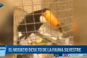 El negocio oculto de la fauna silvestre: cómo es el comercio ilegal de animales en Tucumán