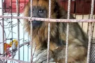 Rescatan un segundo ejemplar de mono carayá en un mes en Tucumán