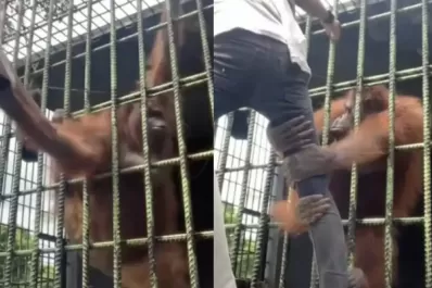 Video: se burlaba de un orangután y el animal se vengó