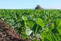Syngenta lanzó Carbon NET, en pos de una agricultura neutra de carbono