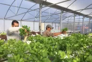 La hidroponía va en crecimiento