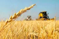 Productores miran con poco optimismo la siembra de trigo