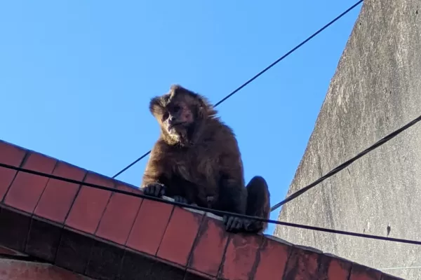 Lograron capturar al mono que había mordido a un policía en Barrio Sur