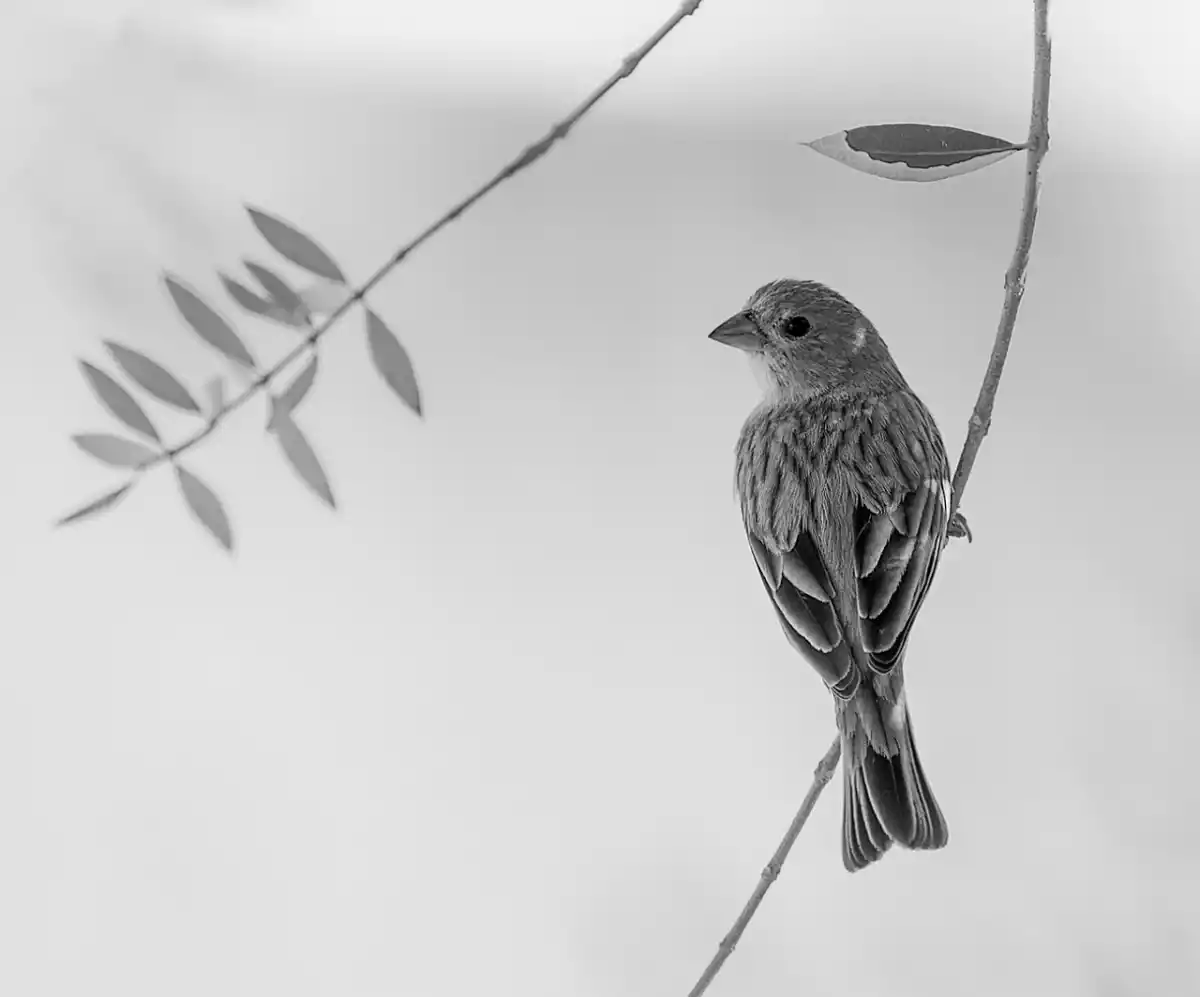 “MIRADA GRIS”. Reciente Medalla de Oro del Foto Club Arte Digital.