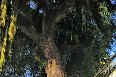 Macron y la izquierda,  en un empate técnico