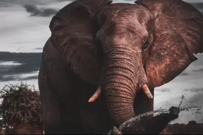 Tras el mono prófugo: en la India un elefante pisoteó una mujer hasta matarla y luego aplastó su cadáver