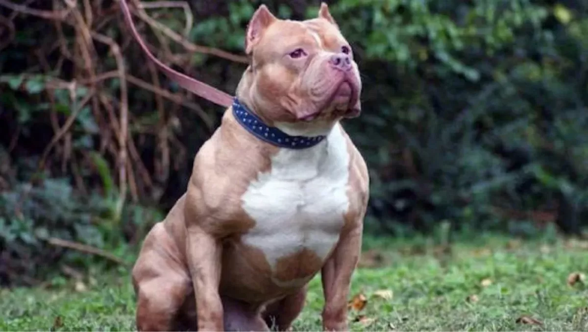 Una mamá se asustó porque un pitbull persiguió a su hijo y murió de miedo