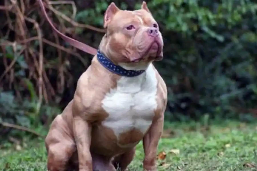 Una mamá se asustó porque un pitbull persiguió a su hijo y murió de miedo