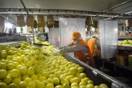 Las empresas citrícolas rechazaron el bono extraordinario para los empleados rurales