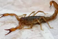 Un niño murió tras ser picado por un alacrán en Santa Fe