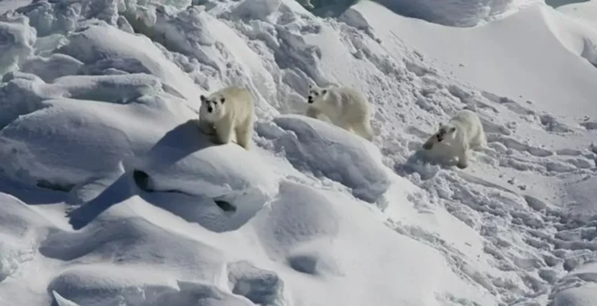 Descubren una población secreta de osos polares