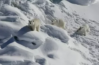 Descubren una población secreta de osos polares