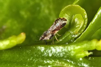 Capacitan en la detección de HLB y del insecto vector