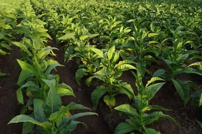 El miércoles arranca el pago del Fondo Especial del Tabaco