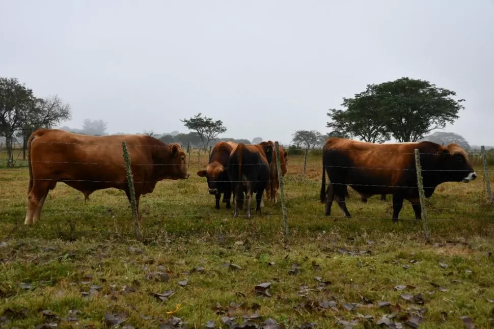 OBJETIVO. Los estudios realizados por el INTA en la ganadería son dirigidos hacia la huella de carbono y en tecnologías de mitigación de GEI. inta