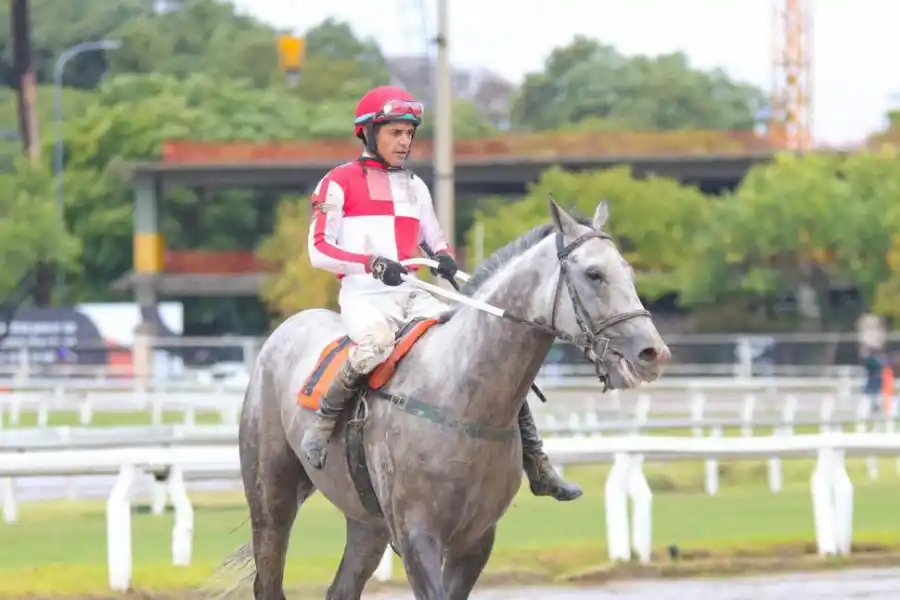 LISTO PARA DEBUTAR. El tordillo Master Clette llega con mucho cartel desde Buenos Aires y correrá el domingo por primera vez en el hipódromo tucumano. 