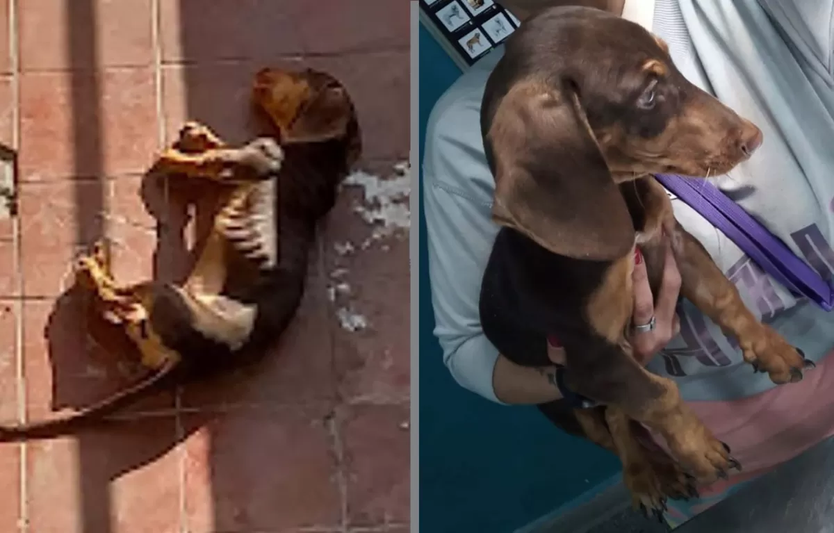 INVESTIGACIÓN POR MALTRATO ANIMAL. El perro salchicha fue rescatado por la Justicia de una casa de Tucumán. Foto Prensa MPF