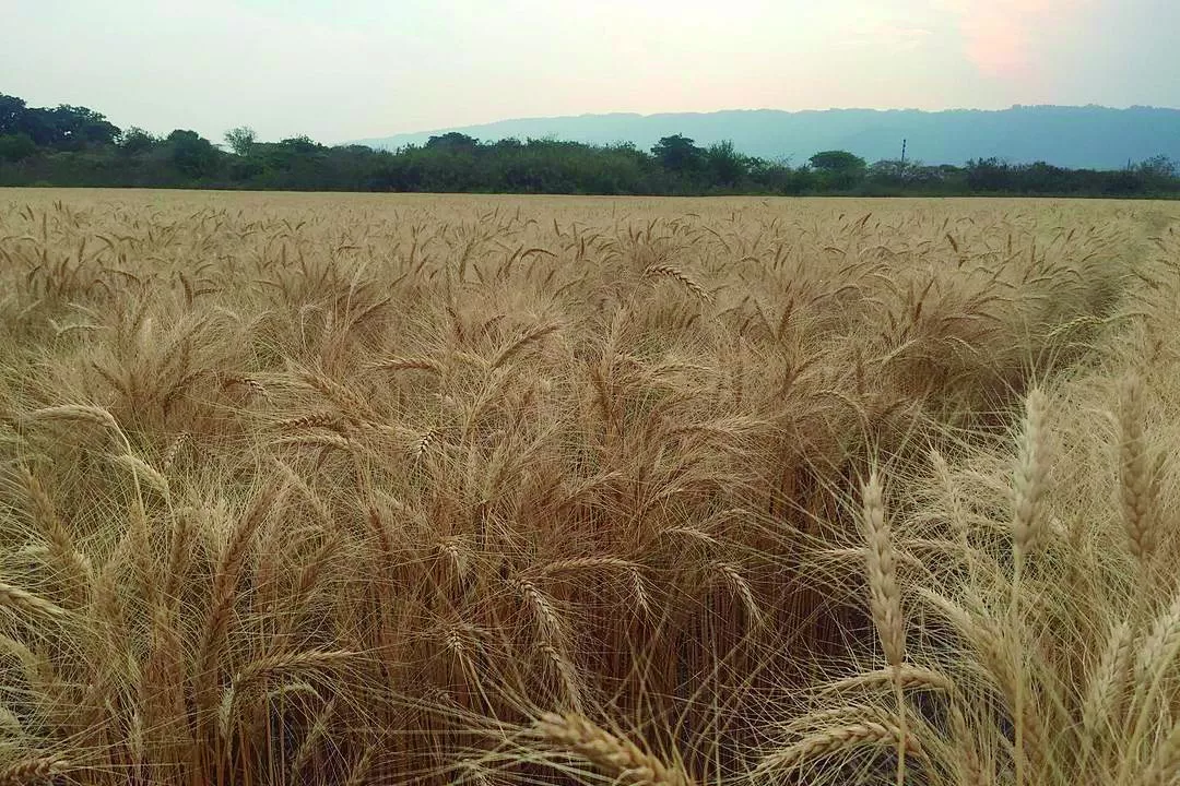 Campaña triguera: caen 100.000 hectáreas para las expectativas de siembra