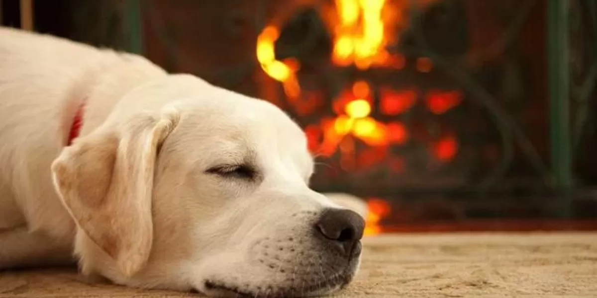 Ola de frío: ¿cómo proteger a nuestras mascotas ante las bajas temperaturas?