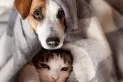 Ola de frío: ¿cómo proteger a nuestras mascotas ante las bajas temperaturas?