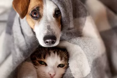 Medidas para el bienestar de las mascotas en las fiestas de fin de año