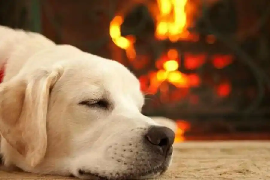 Ola de frío: ¿cómo proteger a nuestras mascotas ante las bajas temperaturas?