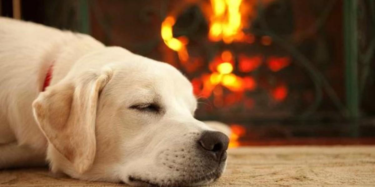 Ola de frío: ¿cómo proteger a nuestras mascotas ante las bajas temperaturas?