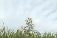 La semilla del Pasto cubano no germina inmediatamente