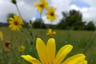 Una maleza fácilmente reconocible, pero de difícil manejo